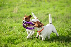 Interactive Toys Inspire Happy Pets