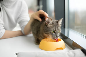 Smart Feeding Habits For Pets
